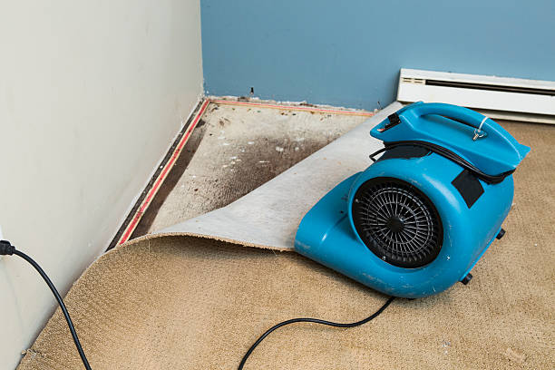 Best Water damage contractors near me  in Cedar Glen West, NJ